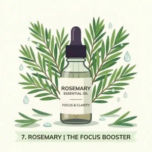 Illustration of rosemary herbs, a popular top essential oil scents used for concentration and mental clarity.