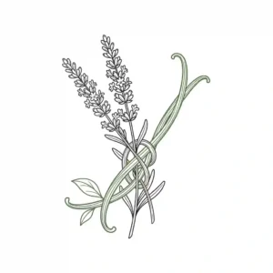 A detailed botanical line-art illustration showing a single vanilla orchid pod and intricate lavender florets, the essential ingredients of the fragrance.